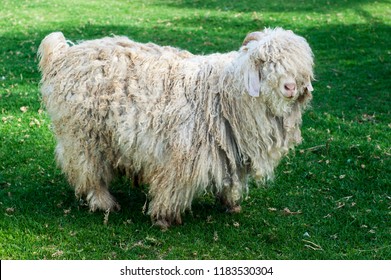 An Adult Mohair Wool Goat On Pasture