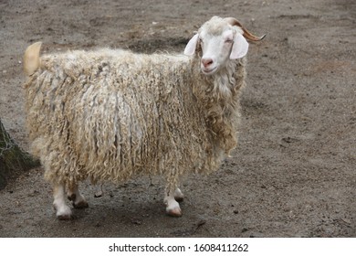 An Adult Mohair Wool Goat On Pasture.