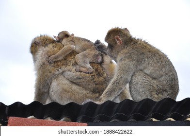 Adult Monkey Grooming Baby Monkey Sitting On Back Of Mother Macaque. Furry Barbary Macaque Apes On Rooftop In Gibraltar. Primate Animals Social Grooming Behavior