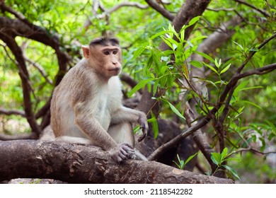 an adult monkey sits on the branches of a tree in India