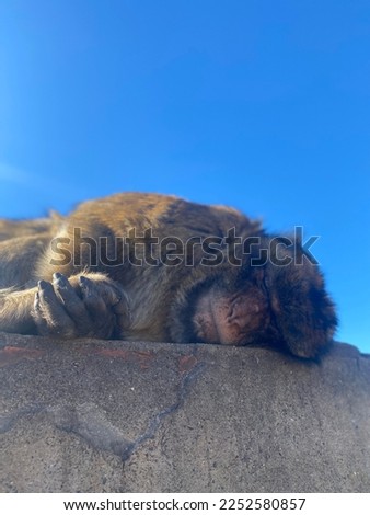Adult monkey sleeps on a dark stone against a blue sky.