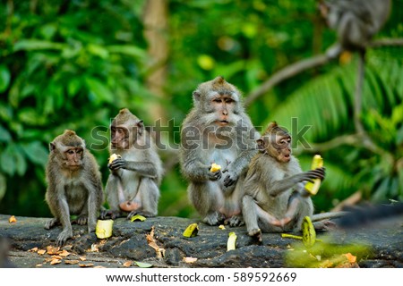 Adult monkeys sits and eating banana fruit in the forest. Monkey forest, Ubud, Bali, Indonesia.