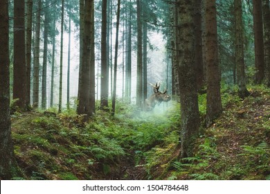 
adult moose with horns on an early foggy morning in the forest