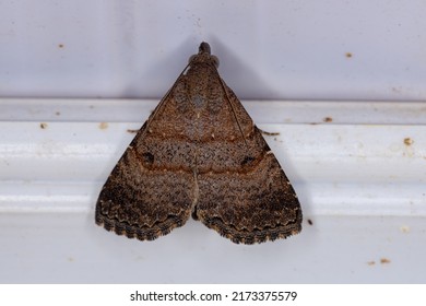 Adult Moth Insect Of The Family Erebidae