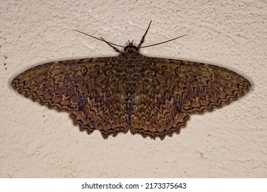 Adult Moth Insect Species Feigeria Scops Stock Photo Shutterstock