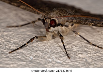 Adult Moth Insect Species Feigeria Scops Stock Photo Shutterstock