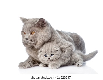 Adult Mother Cat Hugging A Newborn Kitten. Isolated On White Background