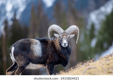 Adult mouflon animal on mountain background. Mouflon, Ovis orientalis, forest horned animal in nature habitat