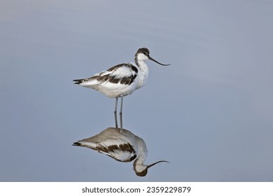 An adult moulting The pied avocet (Recurvirostra avosetta) captured close up in the blue water of the estuary