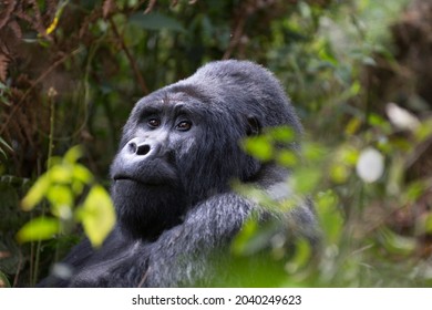 Adult Mountain Gorilla In It Natural African Habitat