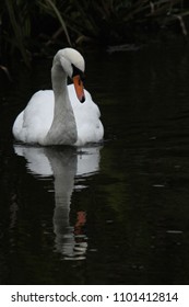 Adult Mute Swan Reflected In The River Otter, Devon.