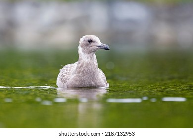 An Adult Non American Herring Gull (Larus Smithsonianus) Swimming In A Lake.