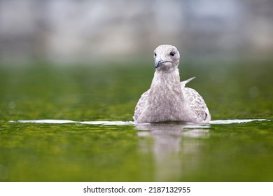 An Adult Non American Herring Gull (Larus Smithsonianus) Swimming In A Lake.