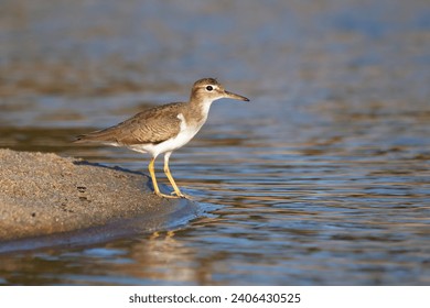 Adult non-breeding Spotted sandpiper is standing in water on sand and searching for food during winter migration in tropics.