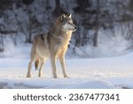 Adult North American Gray Wolf (Canis lupus) in winter landscape. Large canine mammal at dawn, apex predator on the hunt in the snow. Taken in controlled conditions