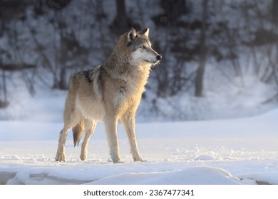 Adult North American Gray Wolf (Canis lupus) in winter landscape. Large canine mammal at dawn, apex predator on the hunt in the snow. Taken in controlled conditions