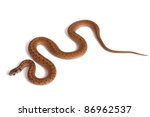 An adult Northern brown snake (Storeria dekayi) forms some S-shaped curves on a white background