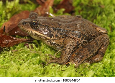 An Adult Northern Red Legged Frog , Rana Aurarae From Oregon , USA  