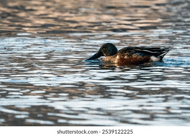 An adult Northern Shoveler Duck swimming in a body of shallow water - Powered by Shutterstock