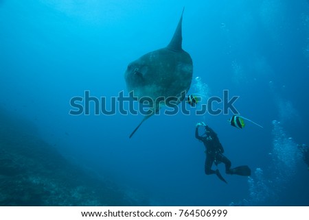 Adult Ocean Sunfish (Mola mola) heaviest bony fish in the world, Nusa Penida, Bali, Indonesia Foto stock © 