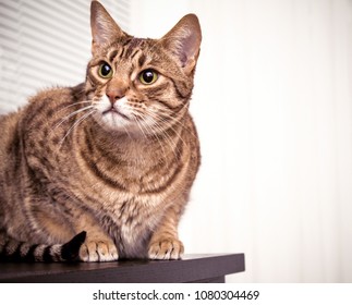 267 Ocicat kitten Images, Stock Photos & Vectors | Shutterstock