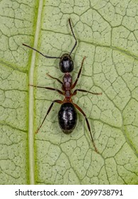 Adult Odorous Ant of the genus Dolichoderus