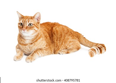 Adult Orange Striped Tabby Cat Laying Down On White Background