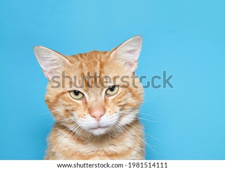 Adult orange and white ginger tabby cat looking at viewer, eyes squinting as if perturbed or upset or trying to focus visually. Turquoise blue background with copy space.