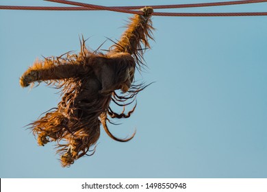 Adult Orangutan swinging on rope