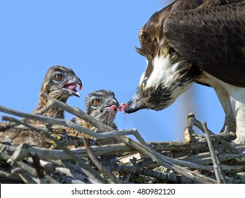 Adult Osprey Feeding Chicks