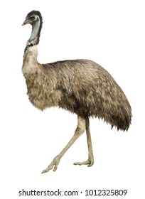 Adult Ostrich Isolated On White Background Stock Photo 1012325809 ...