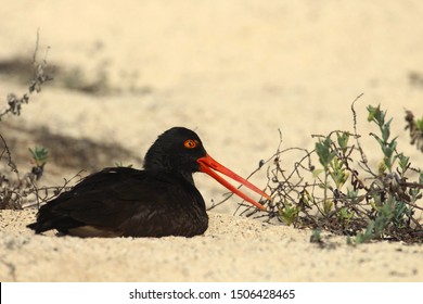 Adult Oystercatcher Brooding Its Egg On The Beach. Galápagos National Park.