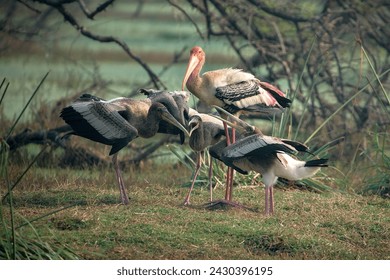 A Adult Painted Stork feeding its chicks