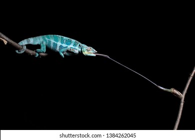 Adult panther chameleon (Furcifer pardalis) from the island of Nosy Faly, Madagscar, shooting a prey item from a twig