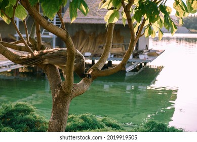 An Adult Peacock (Pavo Cristatus) On A Tree Branch. In The Background Is A Wooden Bungalow. Park Beautiful Recreation Area With Tame Birds And Animals