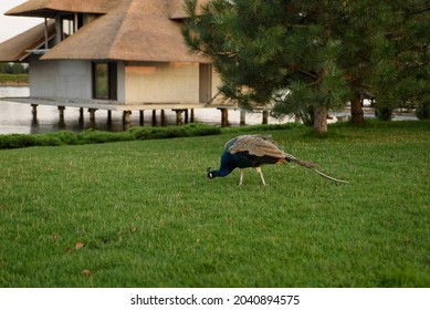 An Adult Peacock (Pavo Cristatus) On A Tree Branch. In The Background Is A Wooden Bungalow. Park Beautiful Recreation Area With Tame Birds And Animals