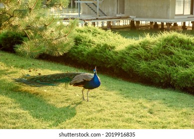 An Adult Peacock (Pavo Cristatus) Walks Along The River Bank. In The Background Is A Wooden Bungalow. Park Beautiful Recreation Area With Tame Birds And Animals