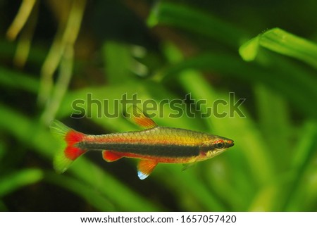 adult pencilfish in nature biotope aquarium, Nannostomus beckfordi red, Brazilian ornamental blackwater fish from Rio Negro