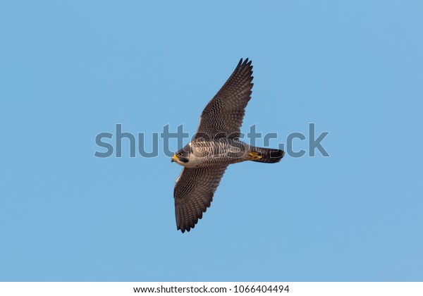 Adult Peregrine Falcon Falco Peregrinus Adult Stock Photo