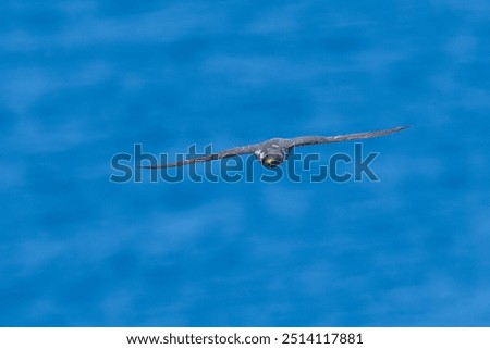 Similar – Image, Stock Photo Swift soaring with fully extended wings against blue sky