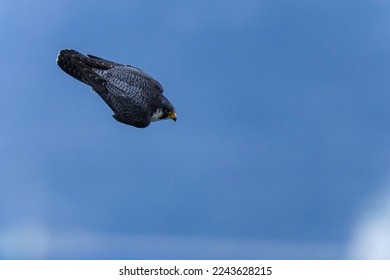 El Halcón Peregrino Adulto (Hayabusa) se sumerge a alta velocidad en la presa