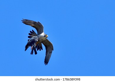 Adult Peregrine Falcon (Hayabusa) is flying calmly by grabbing big pigeon as bait in the blue sky background