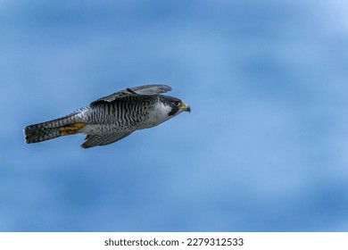 Adult Peregrine Falcon (Hayabusa) is flying calmly in the Sea of Japan background - Shutterstock ID 2279312533