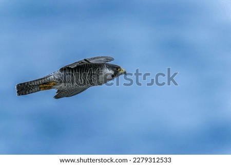 Adult Peregrine Falcon (Hayabusa) is flying calmly in the Sea of Japan background