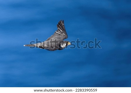 Similar – Image, Stock Photo White-fronted geese