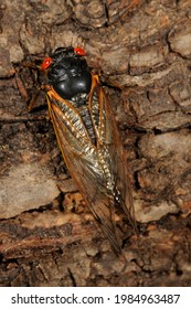 Adult Periodic Cicada (Magicicada Septendecim), Brood X, New Jersey