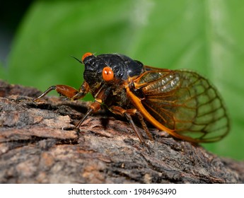 Adult Periodic Cicada (Magicicada Septendecim), Brood X, New Jersey