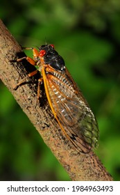 Adult Periodic Cicada (Magicicada Septendecim), Brood X, New Jersey