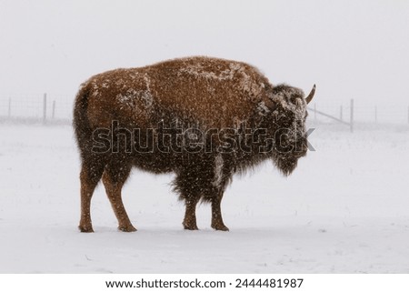 Adult Plains Bison standing alone outdoors in a winter snow storm.