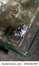 Adult Polar Parrot Cichlid Aquarium Fishdied Due To Poor Water Quality